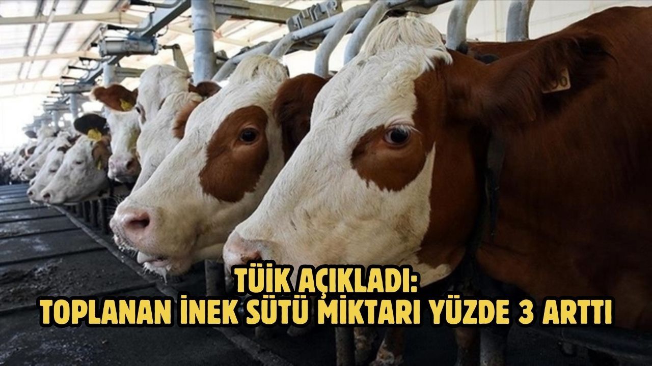 TÜİK AÇIKLADI: Toplanan inek sütü miktarı yüzde 3 arttı