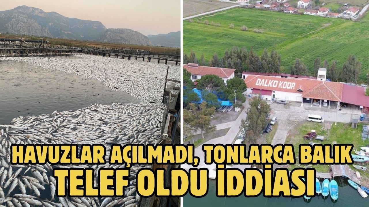 Havuzlar açılmadı, tonlarca balık telef oldu iddiası