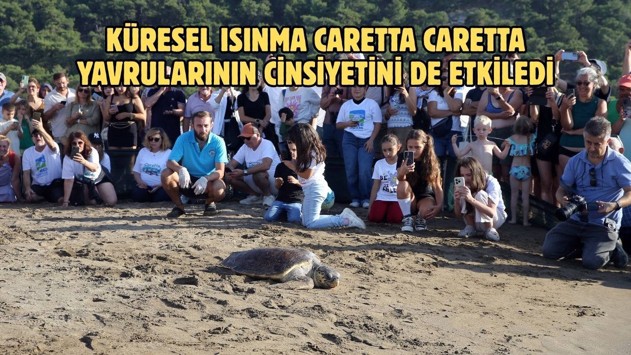 Küresel ısınma caretta caretta yavrularının cinsiyetini de etkiledi