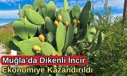 Muğla'da Dikenli İncir Ekonomiye Kazandırılıyor