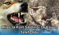 Milas’ta Kurt Saldırısı: 16 Koyun Telef Oldu