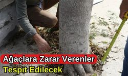 Ağaçlara Zarar Verenler Tespit Edilecek