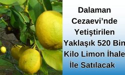 Dalaman Cezaevi’nde Yetiştirilen Yaklaşık 520 Bin Kilo Limon İhale İle Satılacak