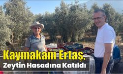 Kaymakam Ertaş, zeytin hasadına katıldı