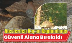 Alevlerden kaçan kaplumbağa güvenli alana bırakıldı