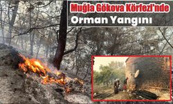 Muğla Gökova Körfezi’nde orman yangını