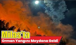 Milas’ta Orman Yangını Meydana Geldi