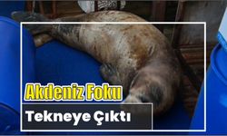 Akdeniz Foku tekneye Çıktı