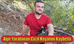 Ağır Yaralanan Çicil Hayatını Kaybetti