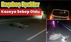 Başıboş eşekler kazaya sebep oldu