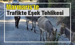 Marmaris’te trafikte eşek tehlikesi