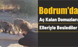 Bodrum'da Aç Kalan Domuzları Elleriyle Beslediler