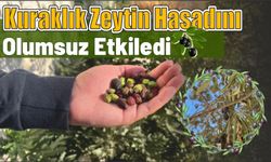 Kuraklık zeytin hasadını olumsuz etkiledi