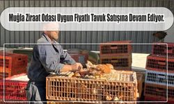 Muğla Ziraat Odası Uygun Fiyatlı Tavuk Satışına Devam Ediyor