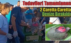 Tedavileri tamamlanan 2 caretta caretta denize bırakıldı