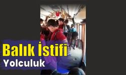 Balık istifi yolculuk