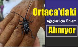 Ortaca’daki ağaçlar için önlem alınıyor