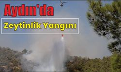 Aydın'da zeytinlik yangını