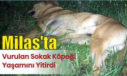 Milas’ta Vurulan Sokak Köpeği Yaşamını Yitirdi