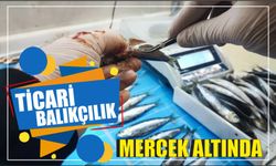 Ticari balıkçılık mercek altında