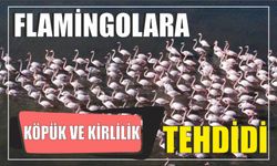 Flamingolara köpük ve kirlilik tehdidi