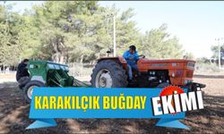 Karakılçık buğday ekimi