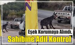 Eşek Korumaya Alındı, Sahibine Adil Kontrol