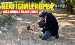 Rexi İsimli Köpek, Yaşamından Vazgeçmedi