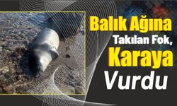 Balık Ağına Takılan Fok, Karaya Vurdu