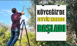 Köyceğiz'de zeytin hasadı başladı