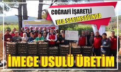 Coğrafi işaretli Ula sarımsağında imece usulü üretim