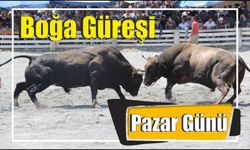 Boğa Güreşi Pazar Günü