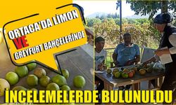 Ortaca’da limon ve greyfurt bahçelerinde incelemelerde bulunuldu