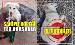 Sahipli köpeği tek kurşunla öldürdüler