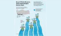 178 bin 66 yavru Caretta denize ulaştı