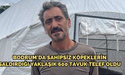 Bodrum'da sahipsiz köpeklerin saldırdığı yaklaşık 600 tavuk telef oldu