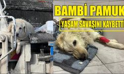 Bambi Pamuk Yaşam Savaşını Kaybetti