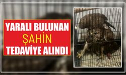 Yaralı bulunan şahin tedaviye alındı