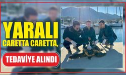 Yaralı caretta caretta, tedaviye alındı