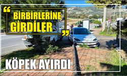 BİRBİRLERİNE GİRDİLER KÖPEK AYIRDI