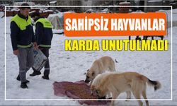 Sahipsiz hayvanlar karda unutulmadı