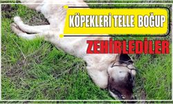 Köpekleri telle  boğup zehirlediler