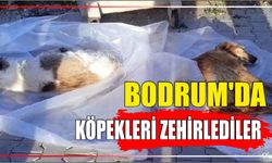 Bodrum’da köpekleri zehirlediler