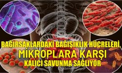 Bağırsaklardaki bağışıklık hücreleri, mikroplara karşı kalıcı savunma sağlıyor