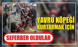 Yavru köpeği kurtarmak için seferber oldular