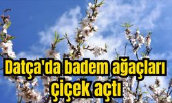 Datça'da badem ağaçları çiçek açtı