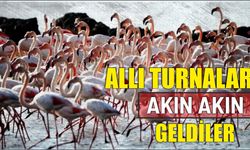 Allı turnalar akın akın geldiler