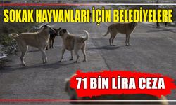 Sokak hayvanları için Belediyelere 71 bin lira ceza