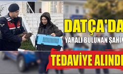 Datça'da yaralı bulunan şahin tedaviye alındı