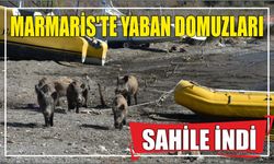 Marmaris'te yaban domuzları sahile indi